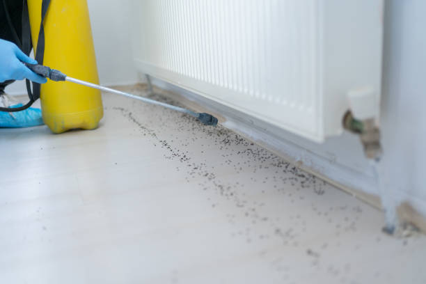 Best Termite Control Services  in Watertown, MN